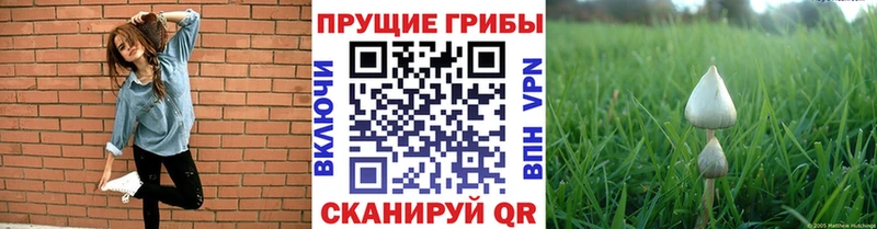 Псилоцибиновые грибы GOLDEN TEACHER  Кукмор 