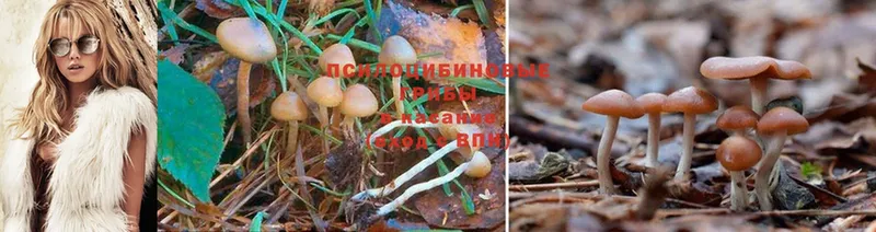 Галлюциногенные грибы Cubensis  блэк спрут зеркало  Кукмор  купить наркоту 